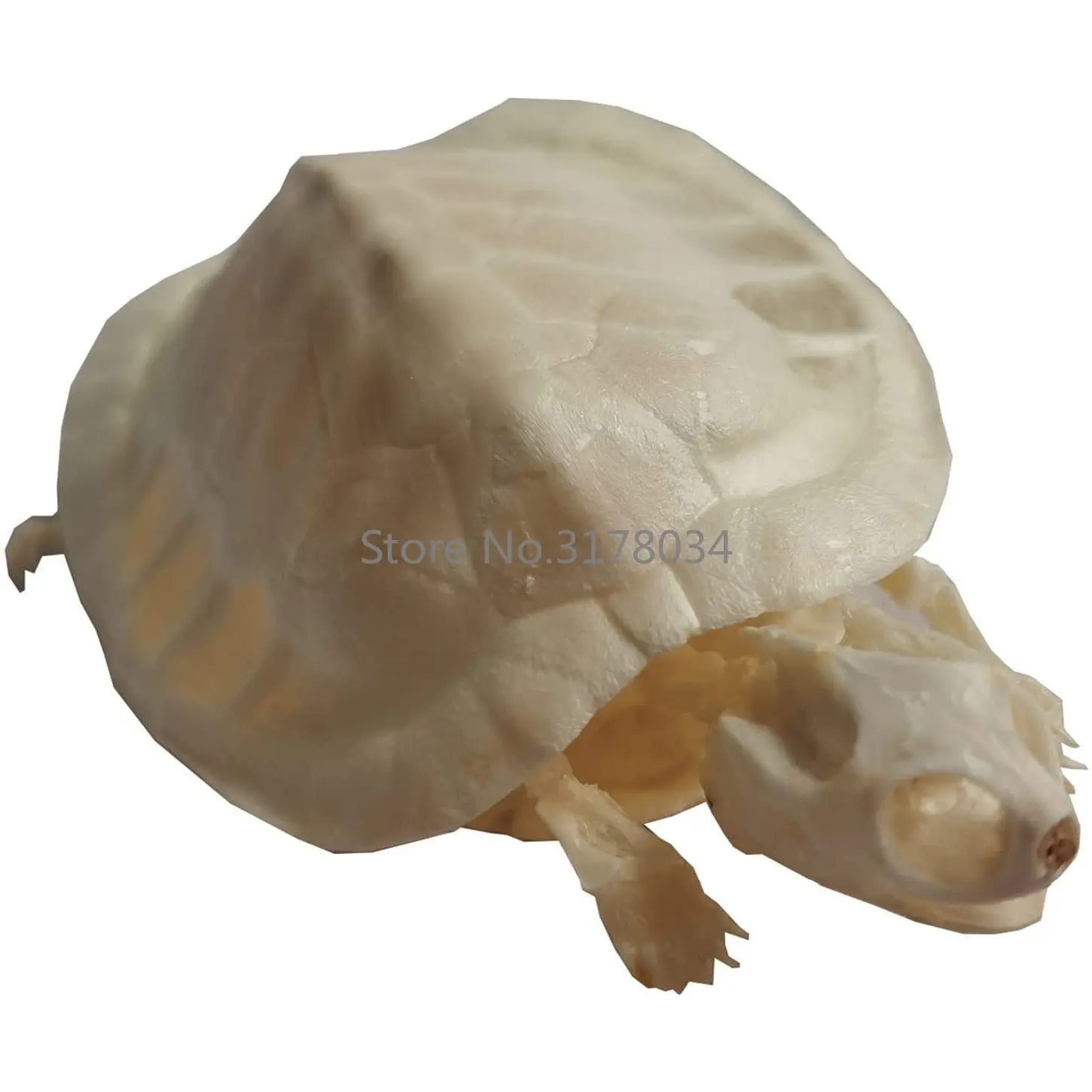 Turtle Skeleton Specimen Marine Animal Animal Bone Model Taxidermy Science Classroom Specimen for Science Education