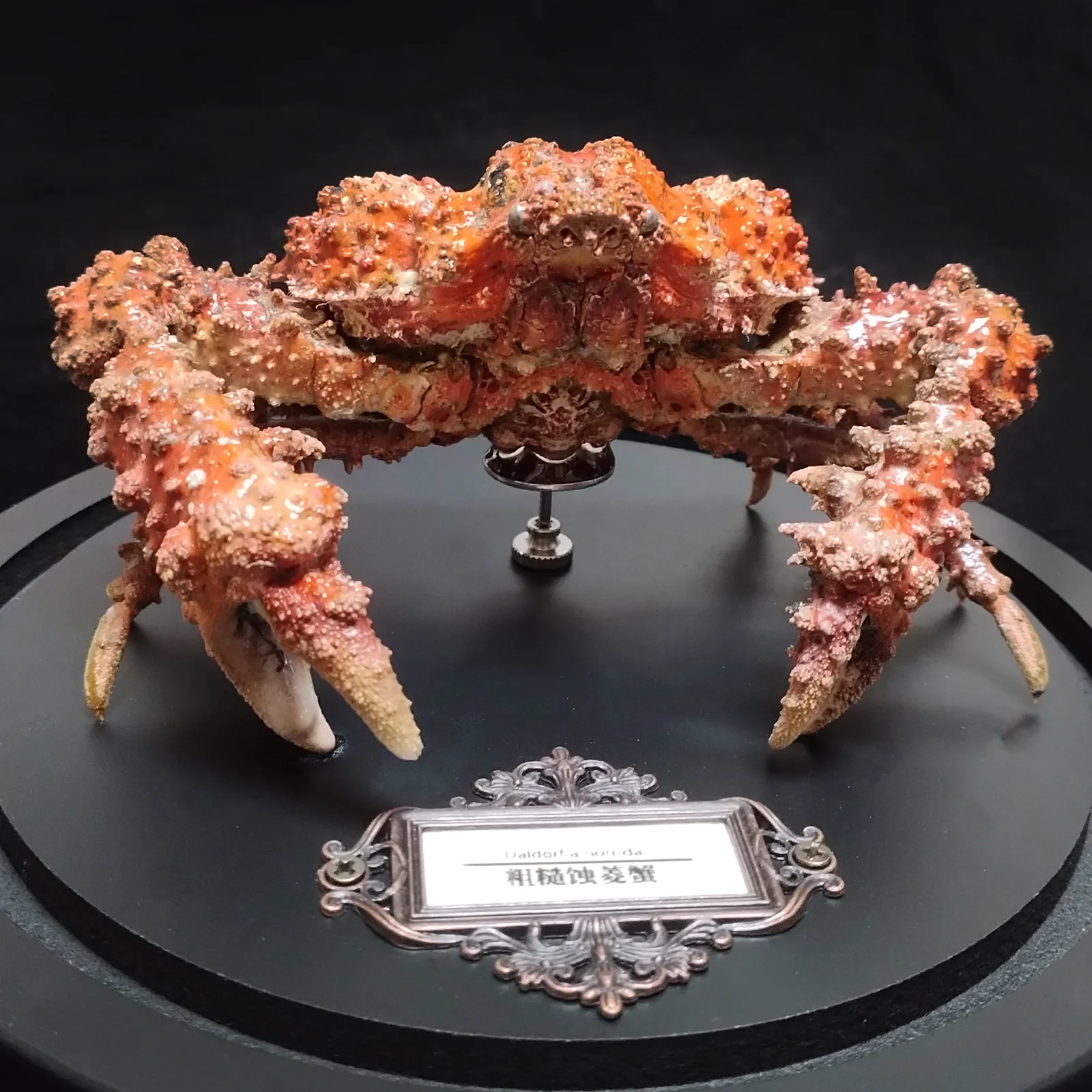 Daldorfia Horrida Real Crab Specimen Taxidermy Crab With Glass Showcase Unique Home Office Decor, Ideal Gift for Nature Lovers