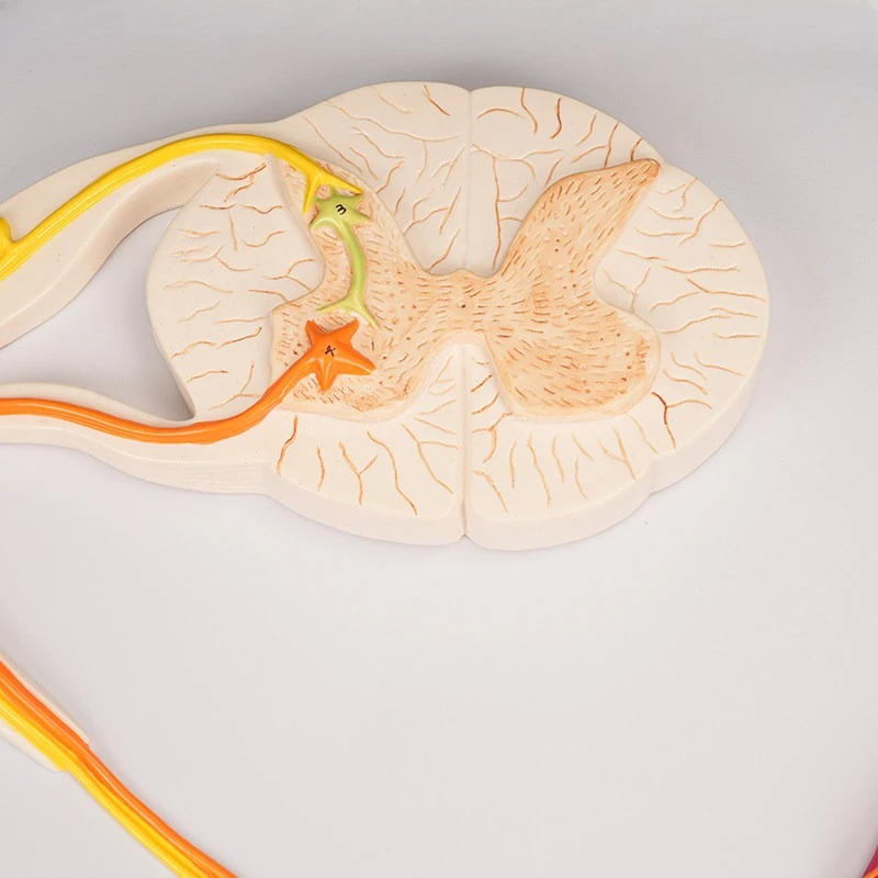 Reflex Arc Model Conditioned Reflex Mechanism Anatomical Model of Central Nervous System