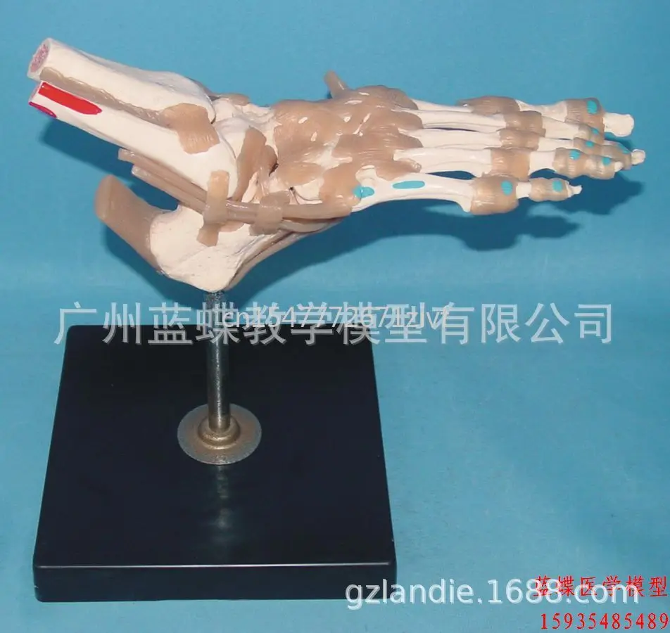 

Natural Big Foot Joint Bone Ligament Muscle Coloring Model Foot Joint Function Model Attached Muscle Starting and Ending Point