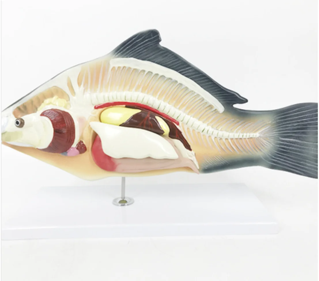 

Fish Anatomical Model Removable Internal Organs Biology Teaching Demonstration Aids Animal Model Fish Anatomical Model Removabl