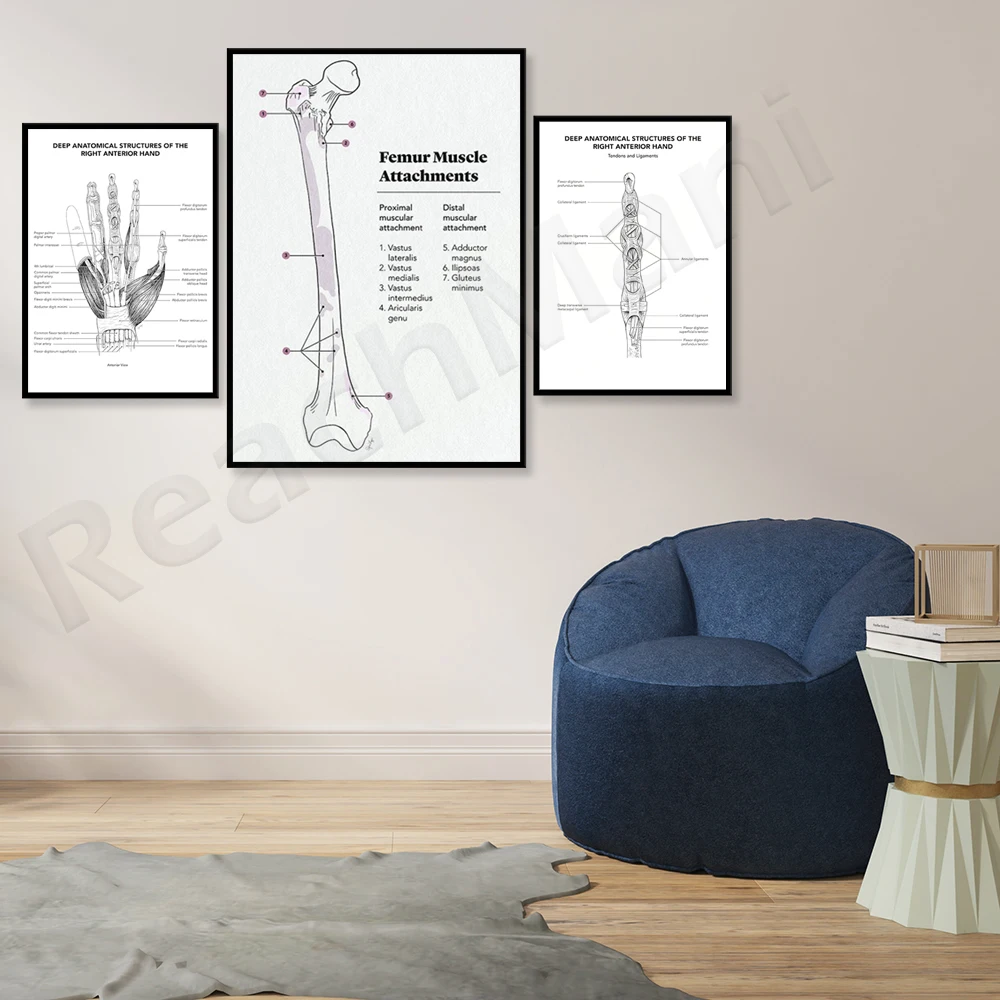 Femoral Muscle Attachment Medical Poster, Right Anterior Hand Medical Deep Anatomy Canvas Poster, Orthopedic Doctor Gift