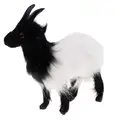 Black White