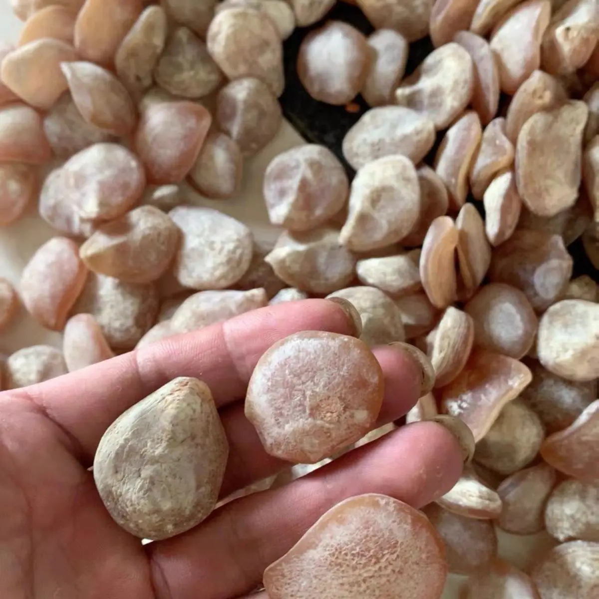 Real Fish Bone Gemstone Black Carp Fish Stone Jewelry Making Collection Specimens Spacer Beads Pendant