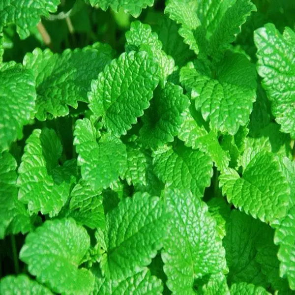 10g Simply Catnip Natural Organic Premium Catnip 10g/bag Catmint Menthol Flavor Can Be Sprinkled on Toys and Catnip Toys