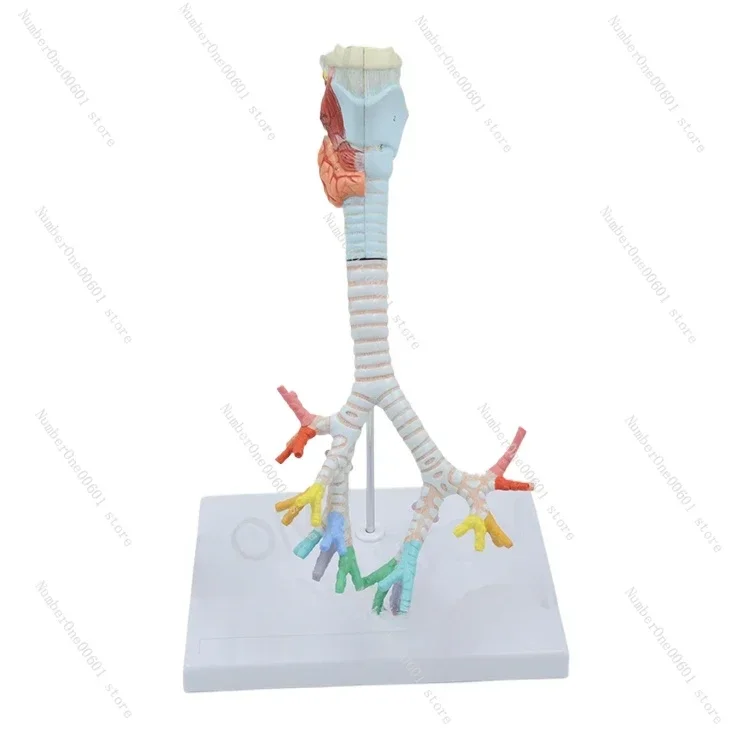 Human Larynx and Tracheobronchial Tree Model Suitable for Laryngeal Anatomy Lungs Bronchial Laryngoscopy Demonstration Model