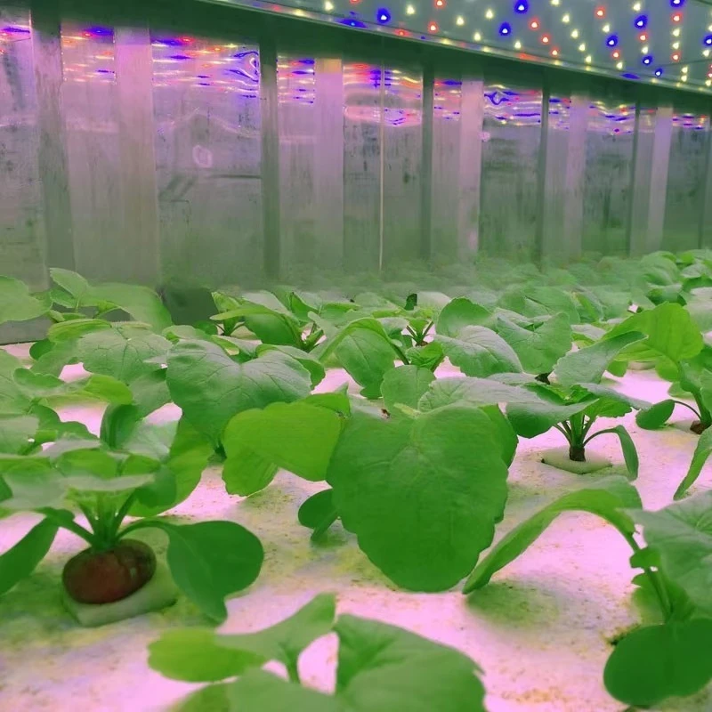 Fabbrica di piante idroponiche in contenitore da 40 piedi