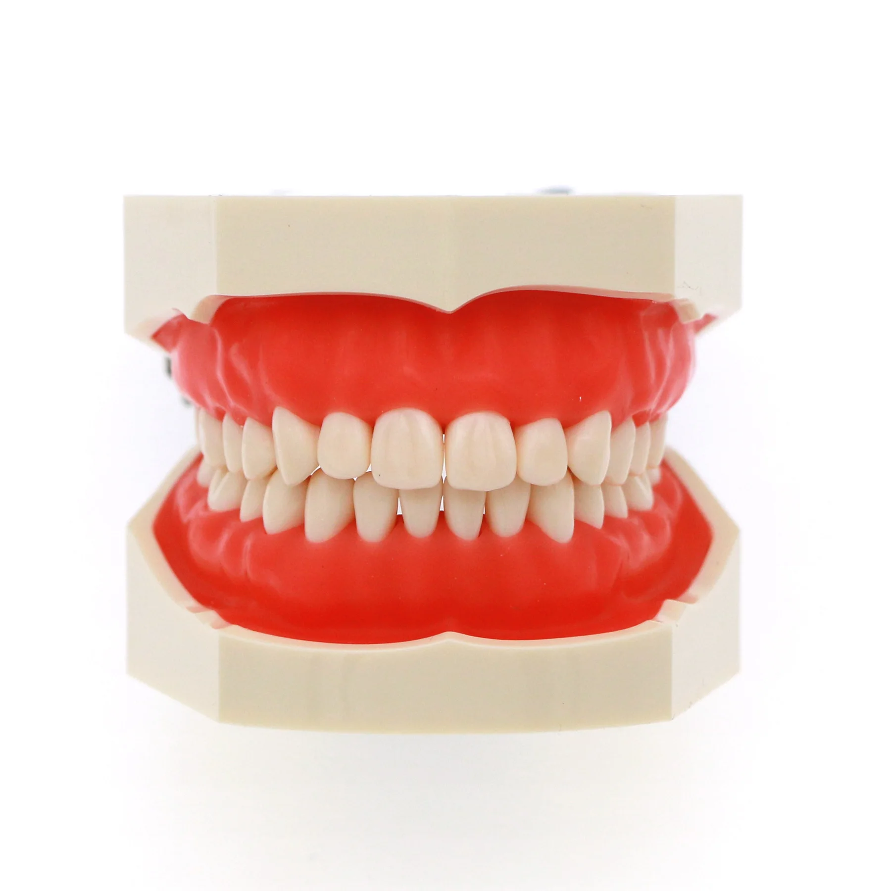 Kilgore Nissin 500 typ Dental Typodont Model 28 szt. Zęby wymienne wkręcane