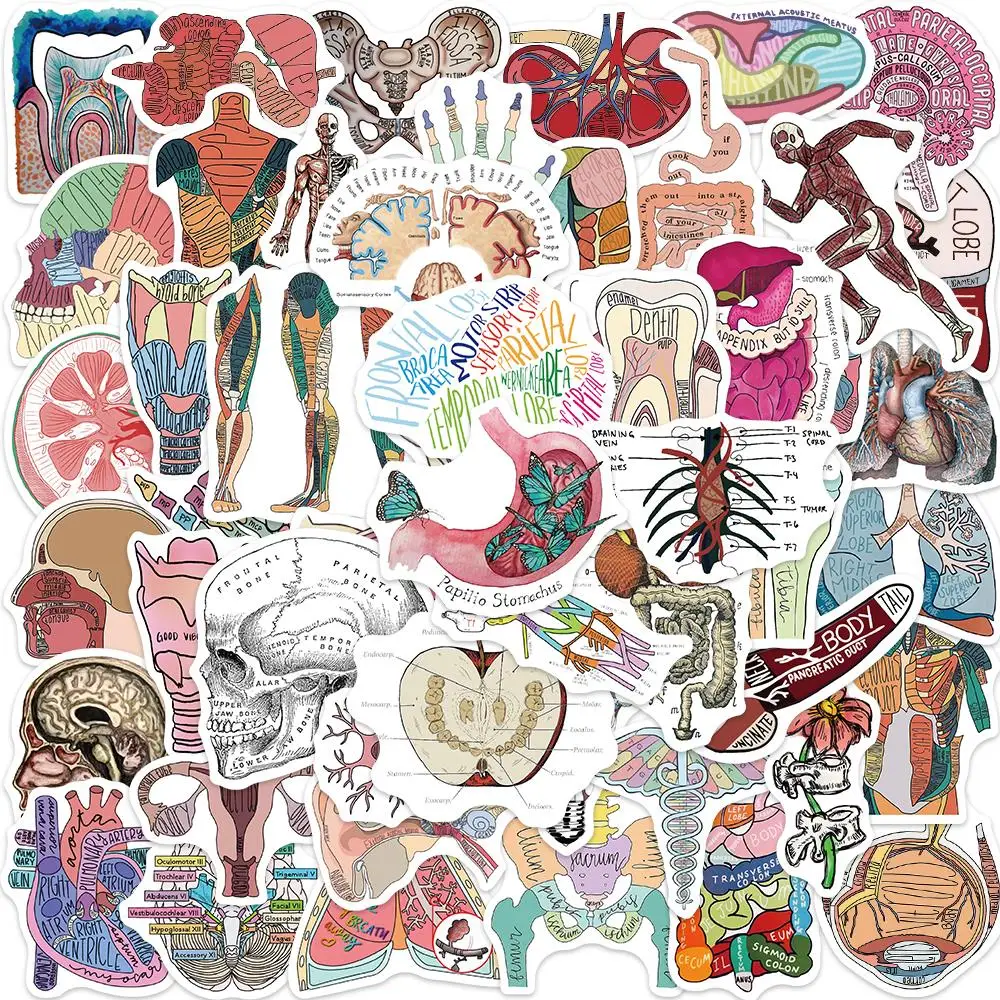 50pcs Human Anatomy Body Physiology Stickers Temporar Graffiti Stickers Luggage Skateboard Laptop  Guitar Sticker Decals Toys