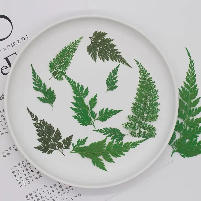 12pcs/lot, Nature Fern Leaf Pressed Flower, Embossed Plant Specimen DIY Drop Glue Mobile Phone Case Bookmark Photo Frame Sticker