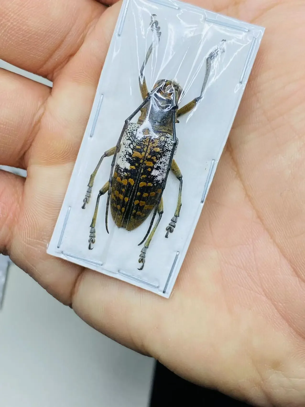 Real Beetles Specimens, Longhorn Beetles, Cicadas, Stag Beetles, Insect Collection, Students Observe Teaching Specimens Hobby