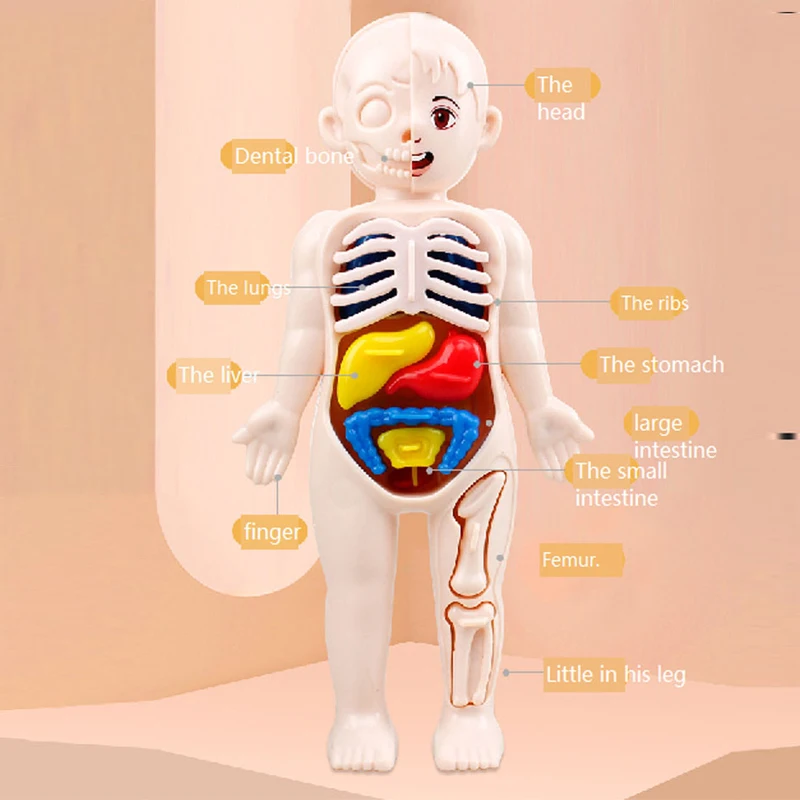 أطفال تجميع ثلاثية الأبعاد لغز جسم الإنسان التشريح الجذع نموذج مونتيسوري الأطفال التعليمية ألعاب تعليمية الجهاز أداة التدريس الطبية