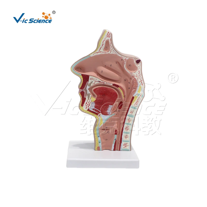 Sagittal section model of oronasopharyngeal cavity