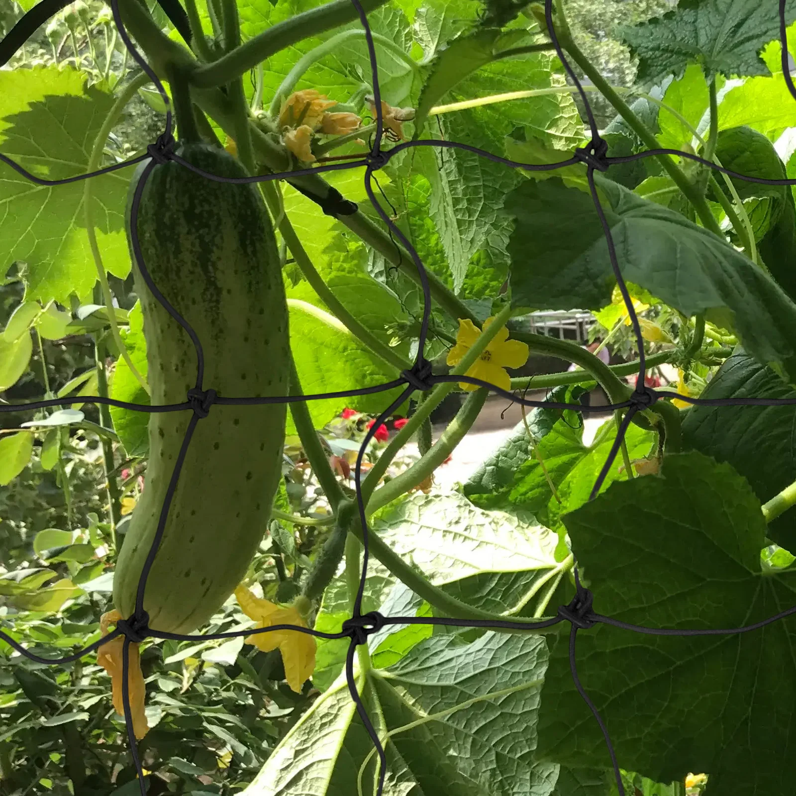 

Plastic Trellis Netting Reusable Garden Climbing Net for Plant Support Flower Vine Vegetable Trellis Netting Flower Climbing Net