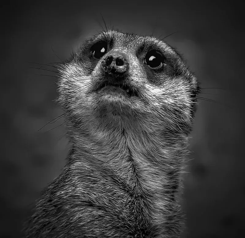 

RC Crawler 4x4 Car 4WD 1:10 2.4G Climbing Professional with LED Light Full Scale Remote Control Cars Toys for Boys Gift