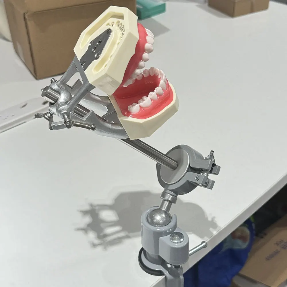 

Dental Typodont Model with Removable With Table Attachment Mounting Pole New Style Bench Mount For Dentist Education