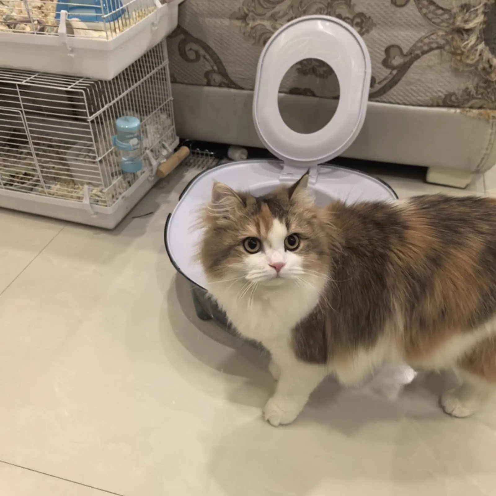 

Water-Based Cat Toilet Odor Control Flushable Cat Potty for Kittens
