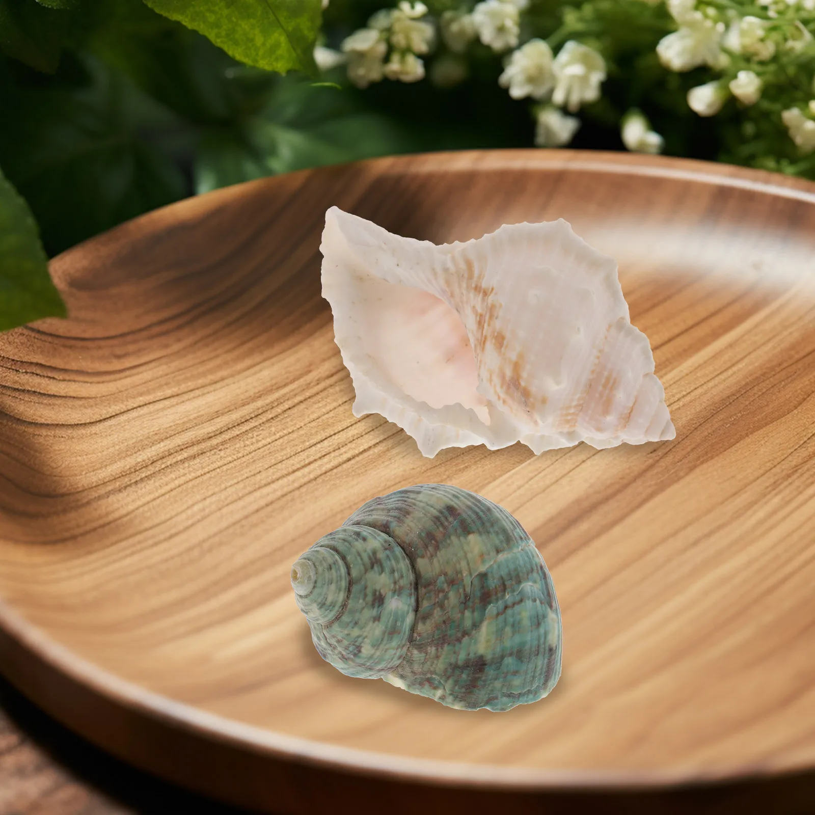 

6Pcs Natural Conch Shells for Fish Tank Decor Aquarium Landscape Hermit Crab Habitat Ocean Breeze Tropical Accent Desktop Craft