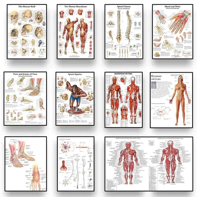 Human Anatomy Body Organ Bones Picture HD Poster Canvas Painting Wall Art Medical School Living Room Home Decoration Mural
