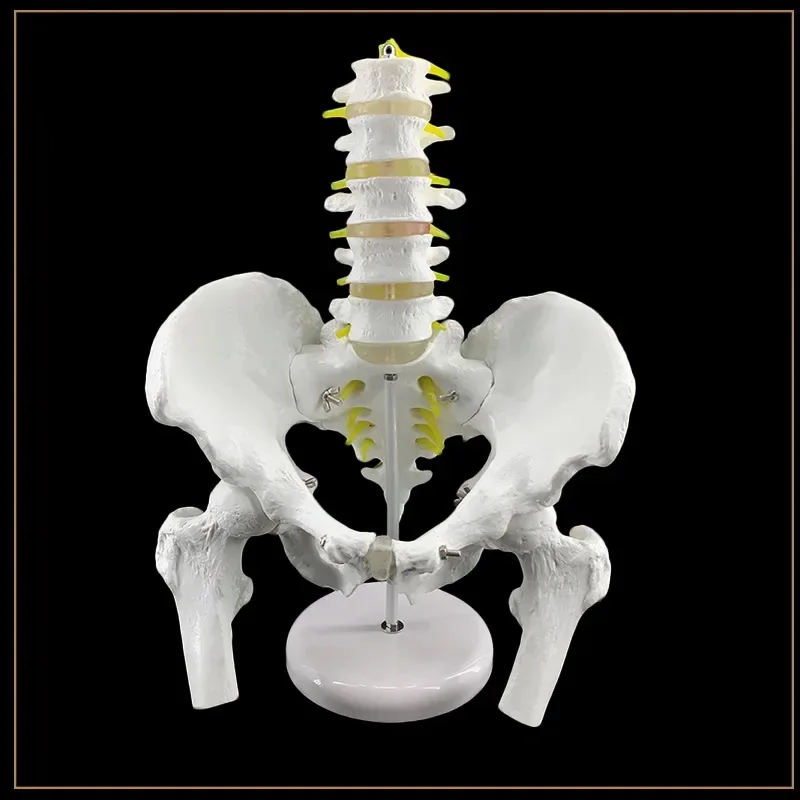 Human Pelvis Model, Five Lumbar Vertebra, Spinal Skeleton, Lumbar Vertebra Display Model, Tabletop Decoration