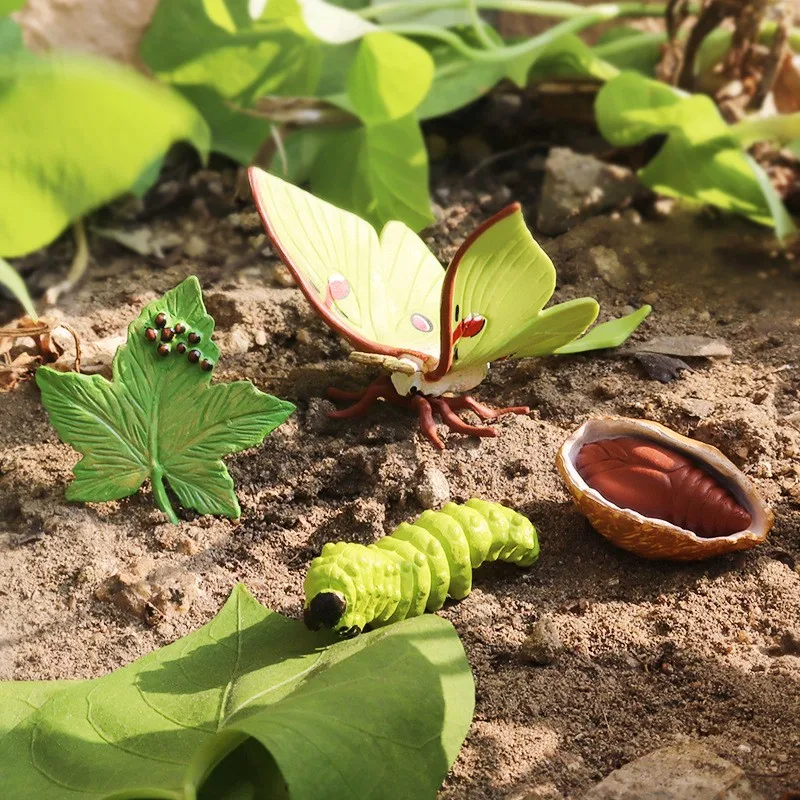 محاكاة دورة الحياة الحيوانات نموذج الأطفال لعبة مونتيسوري الحشرات دورة نمو النبات علم الأحياء لعبة تعليمية TMZ