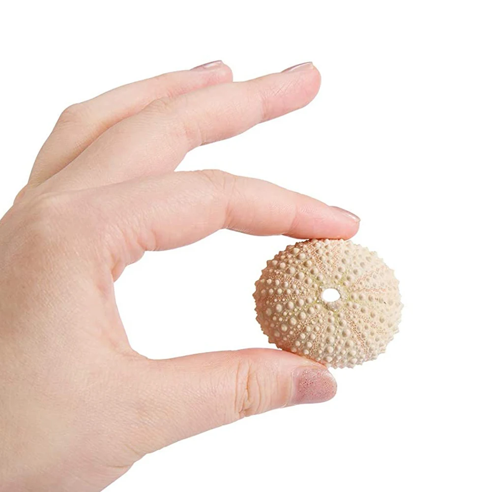 Natural Sea Urchin Shell for Decoration Conch Tillandsia Potted Plant Coquillage Undefined Home Decoration Accessories view 5