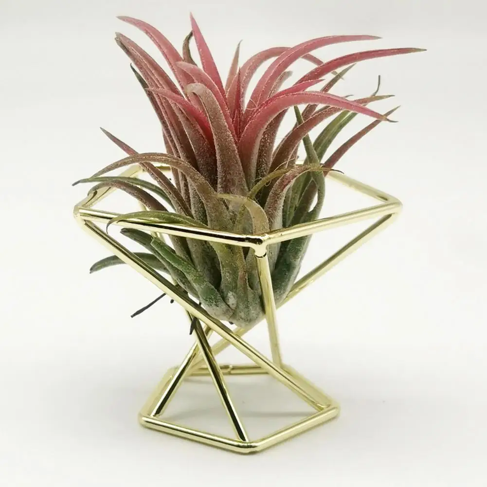 3Pcs Air Plant Stand Exquisite Tillandsia Display Stand Anti-corrosion Fern Plant Stand Metal Air Pineapple Stand Base