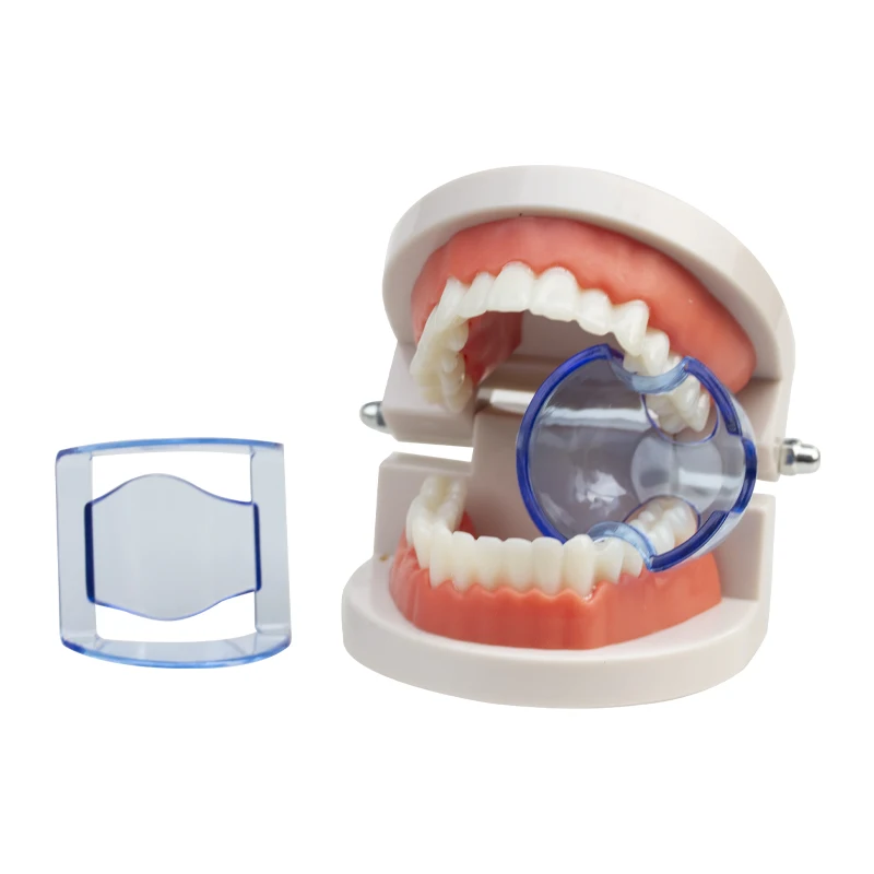 Accesorios de enseñanza desechables, materiales de PC, soporte para dientes delanteros y traseros, dientes de sabiduría con apertura de boca, dientes delanteros y traseros