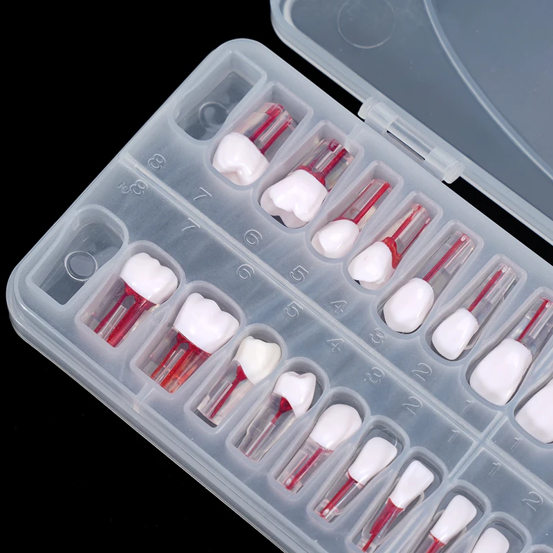 28pcs Dental Permanent Teeth Model Simulation 1: 1 Isolated Tooth Model With Root Standard Adult Teaching Mold