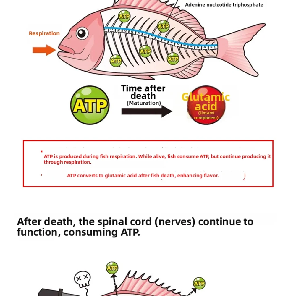 

Ikejime Rig System for Large Pelagic Fish - Stainless Steel Wires 1.2mm and 1.5mm with Hollow Stinger Needle for Saltwater Use