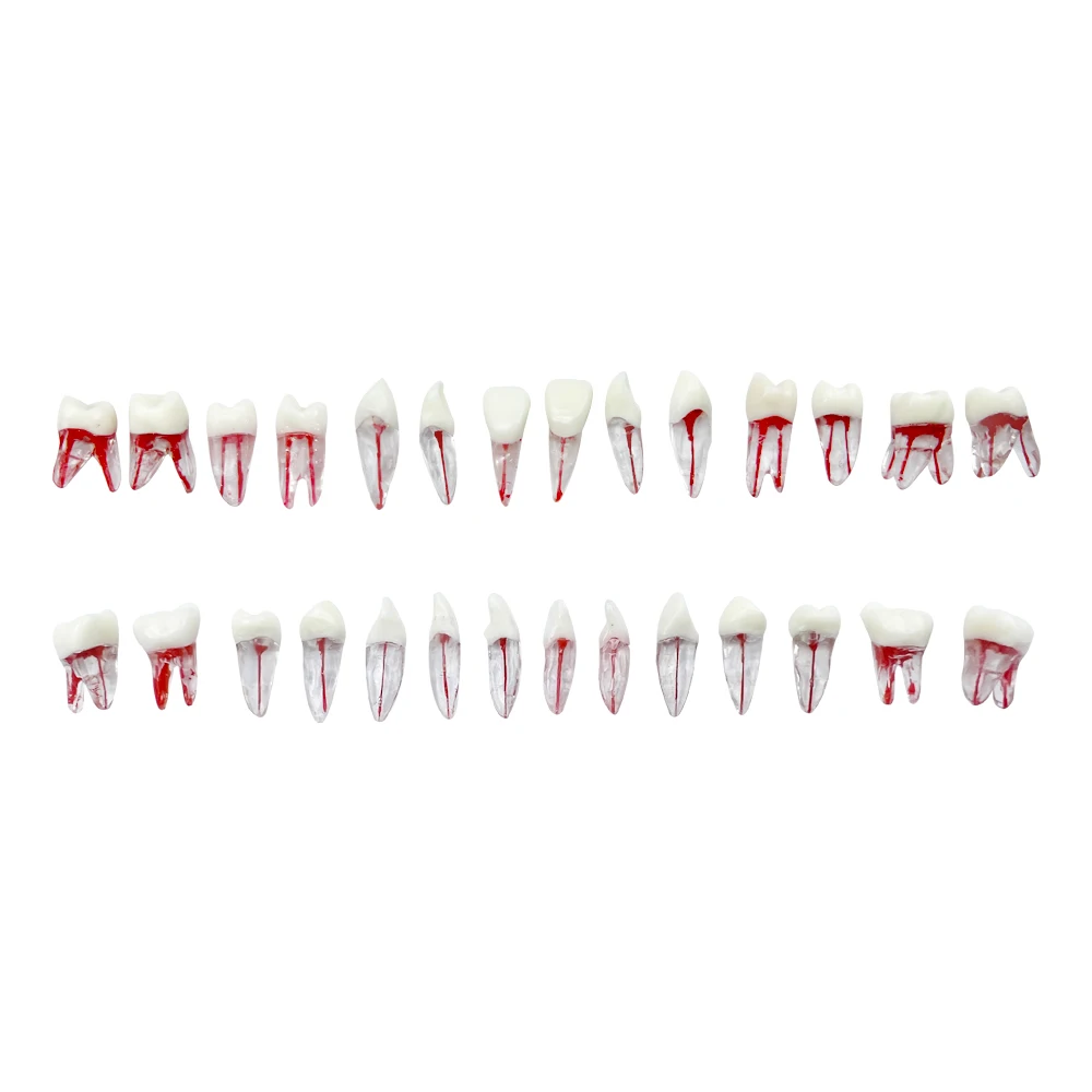 1pcs Endodontic Teeth Model Dental Practice Endo Teeth Block Root Canal Model Dentistry RCT Pulp Cavity Training Teaching Study