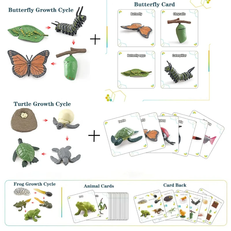 โมเดลการเติบโตของสัตว์ขนาดเล็ก ตัวละครแอคชั่น กบ เต่า ไก่ การ์ดวงจรชีวิตสัตว์ ของเล่นเสริมพัฒนาการเด็ก ของตกแต่ง