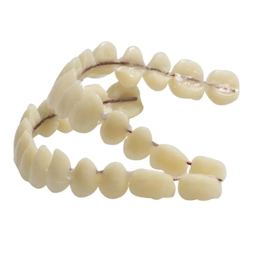 28 Pcs Resin Denture False Teeth Make Your Own Firm Dental Teeth Teaching Model Easy To Use Top and Bottom Fake Teeth