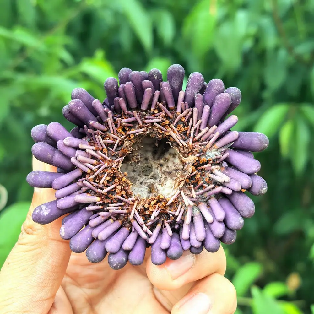 Sea Urchin Craft For For Zhuolangge Marine Life Ornament Aesthetic Air Plant Base Desk Display Aquarium Accessory