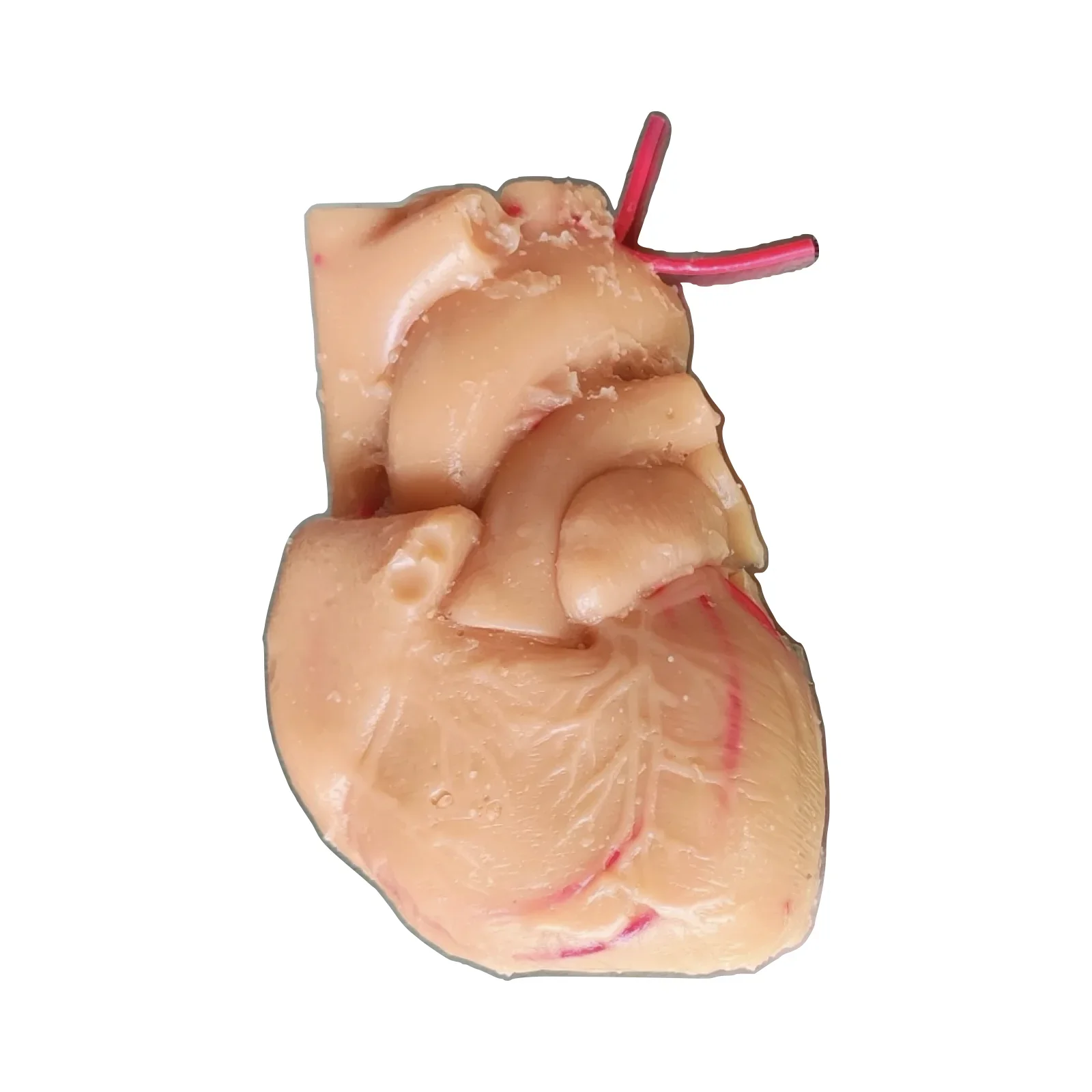 Human heart training model Silicone heart model for cardiac surgery practice