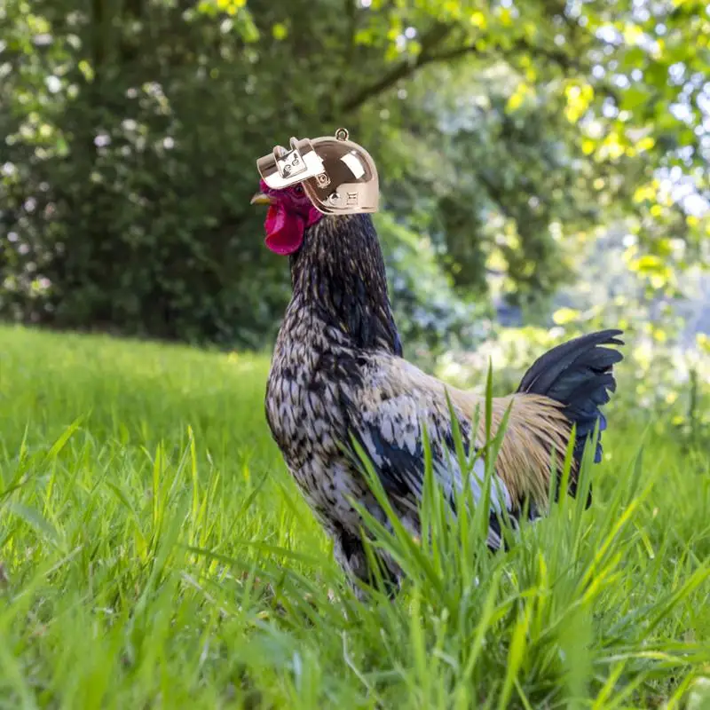 Pet Chicken Bird Helmet Plastic Funny Chicken Helmet Head Protection Cap Chicken Hen Ducks Birds Hard Hat Nakrycie głowy