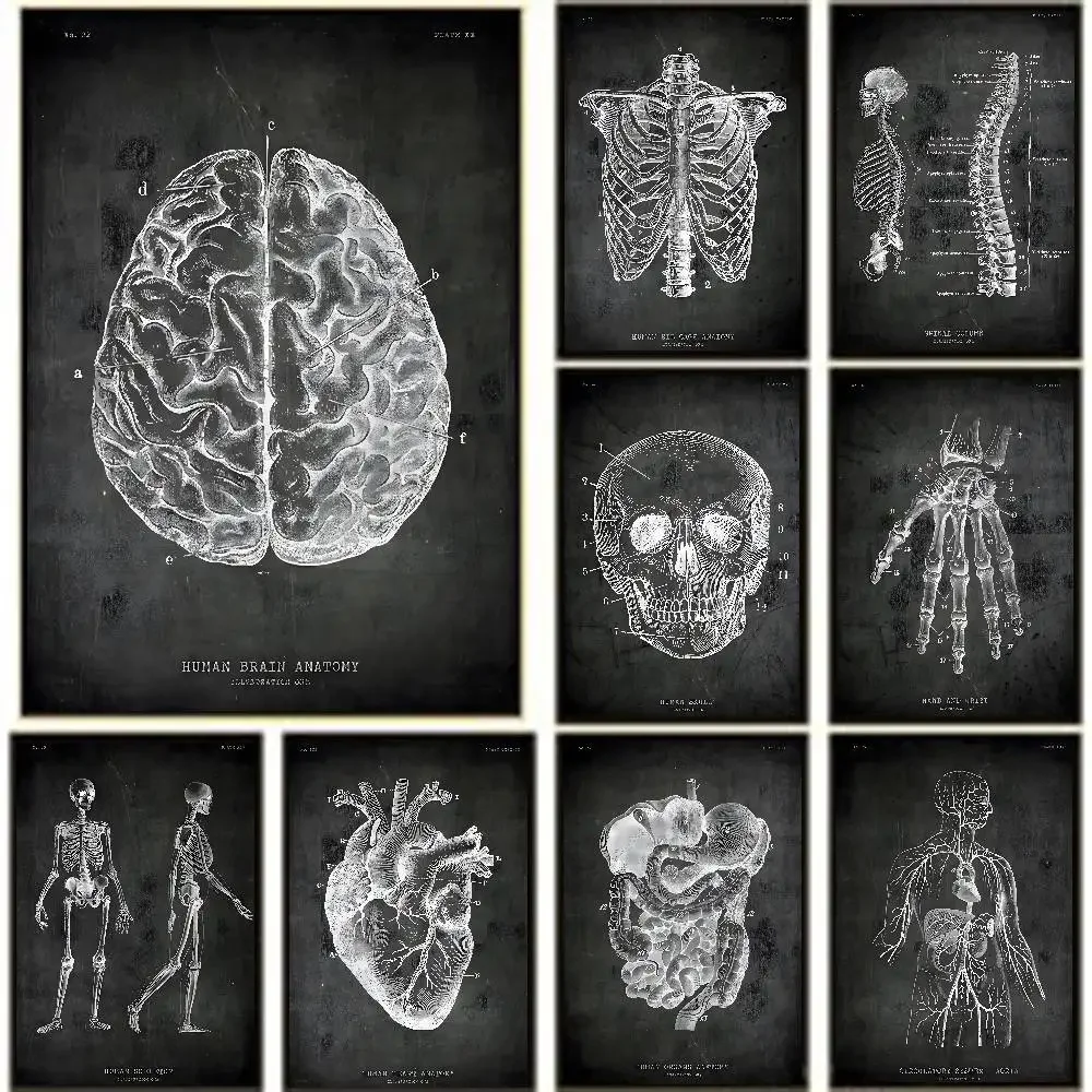 Chalkboard Anatomy Canvas Painting Spinal Column Anatomy Posters High Quality Wall Art Decorations Color Prints Sticky