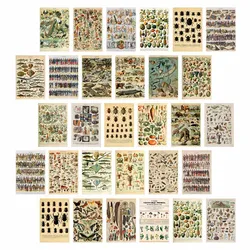 10/30Pcs Vintage Aesthetic Wall Collage Kit Botanical Insect Pictures Boho Art Posters Trendy 4x6'' Poster Card for Dorm Decor