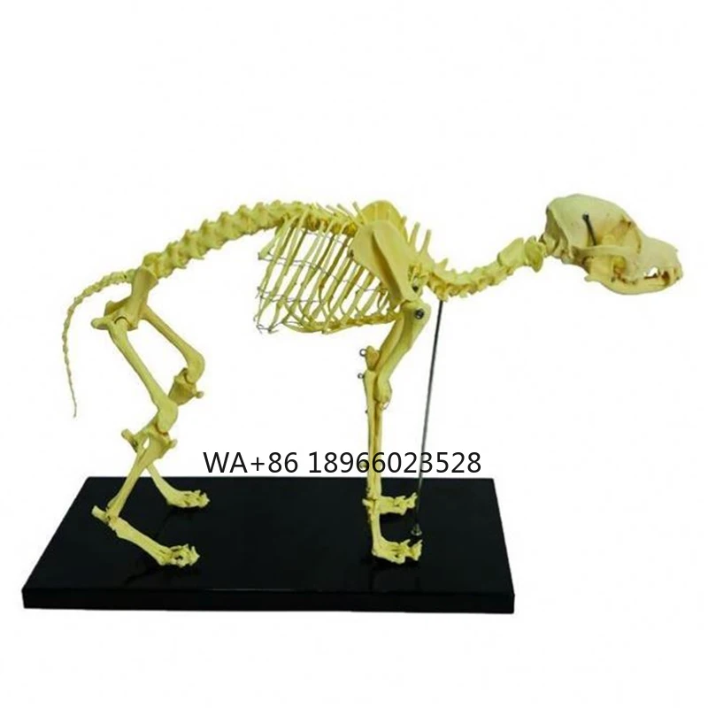 Hundes Kelett Medizinisches Modell Tier anatomische Modelle medizinisches Werbe-Modell Hunde-Produkt