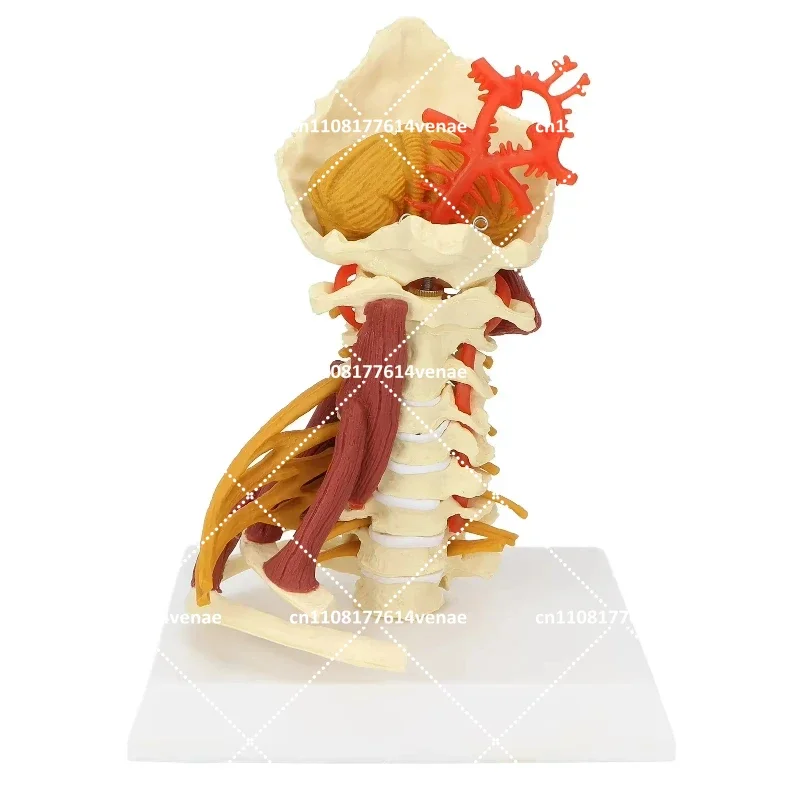 Human Cervical Spine Model Removable Vertebrae Anatomical Teaching Tool for Classroom Presentation