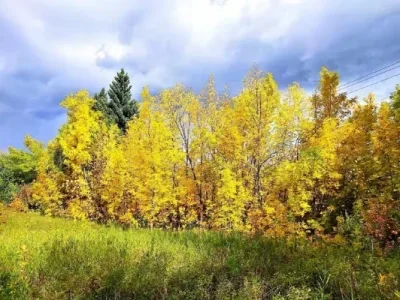 

Защитная пластина центральной коробки передач из углеродного волокна для Losi LMT 4WD Solid Axle Monster Truck 1/8, запчасти и аксессуары для тюнинга радиоуправляемых машин