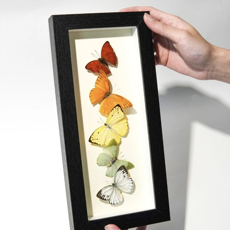 Five-color butterfly real butterfly specimen photo frame decorative painting three-dimensional ornament