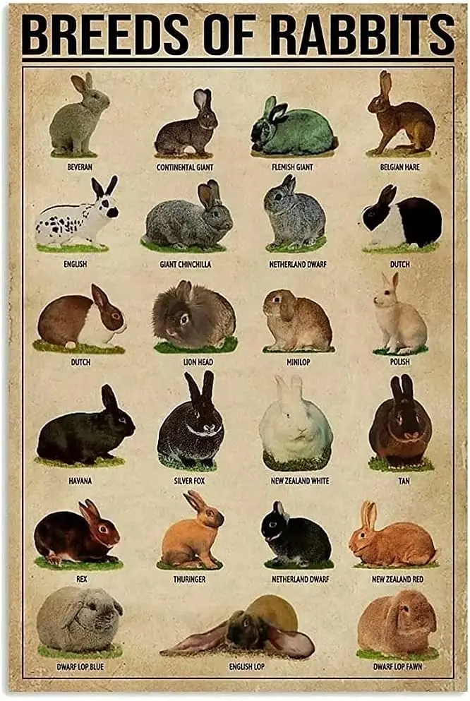 Vintage Metal Sign Breeds of Rabbits Rabbit Knowledge Tin Sign Wall Poster Decor Funny Retro Bar Coffee Pub Gift Wall Decor Sign