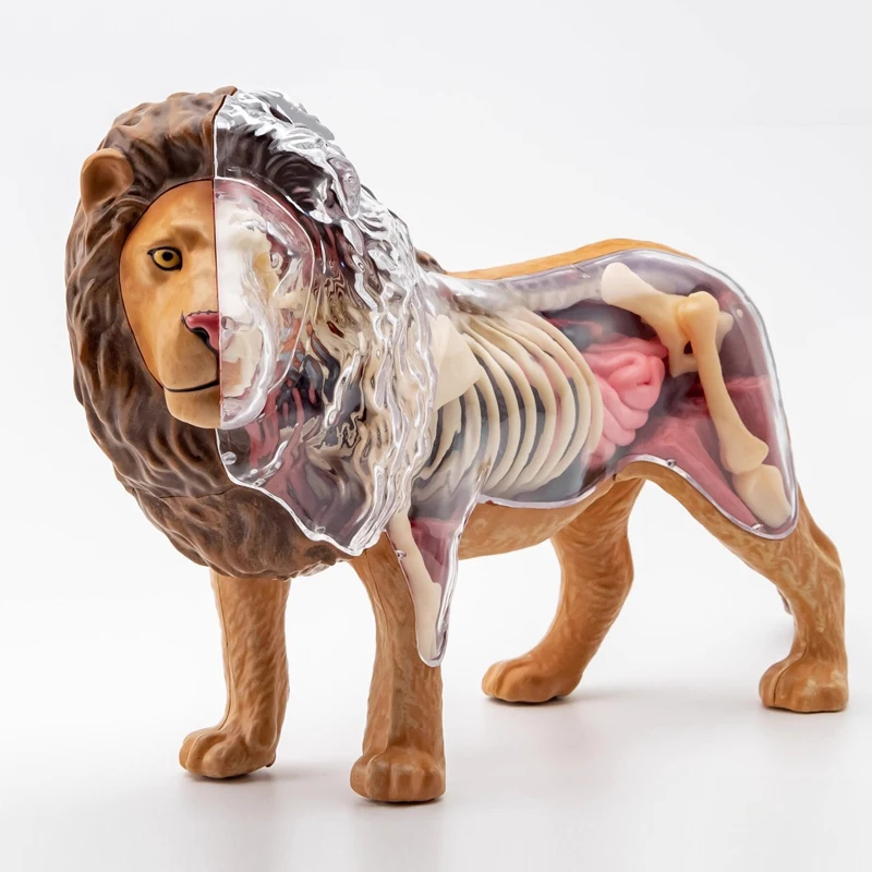 4D رؤية الأسد تشريح نموذج محاكاة واقعية الحيوانات البرية البلاستيكية نموذج لغز تجميع الأدوات التعليمية