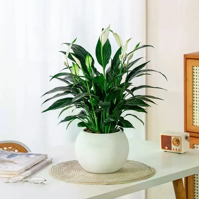 Round Ceramic Plant Pot Matte Textured Surface Two Color Options Perfect For Home Office Indoor Plant Decor