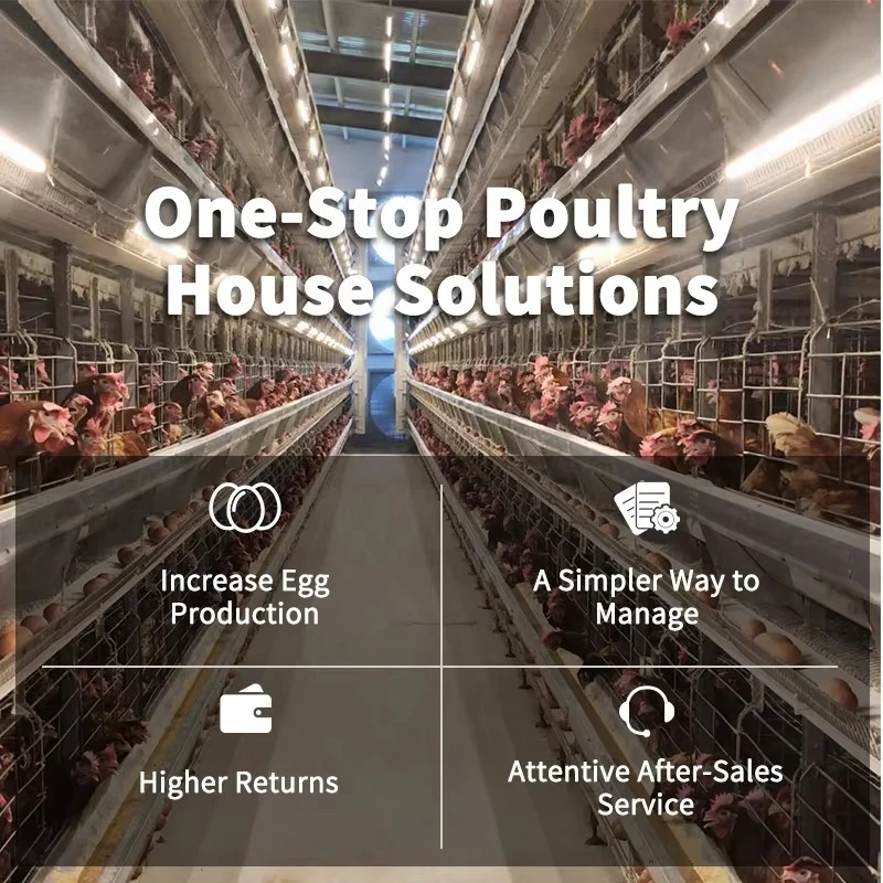 Full Automatic H Frame Layer Cage with Feeding Drinking Egg Collection Manure Cleaning System for Laying Hens