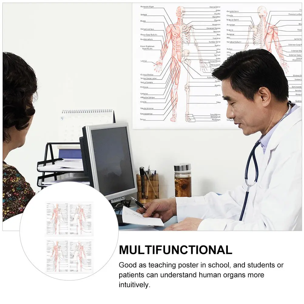 

2Pcs Human Musculoskeletal Poster High Quality Durable Teaching Poster for School Classroom Anatomy Science Picture Diagram
