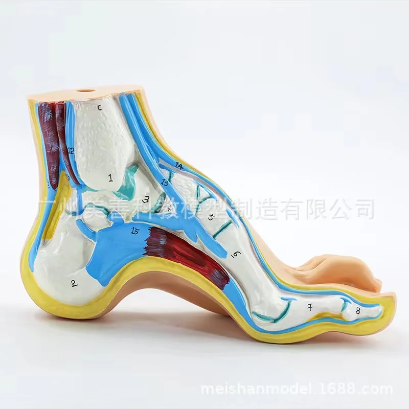 Human Foot Model Medical Teaching Anatomy Tool Human Foot Palm Muscle Model Arch Model Foot Anatomy Skeleton Flatfoot Anatomy