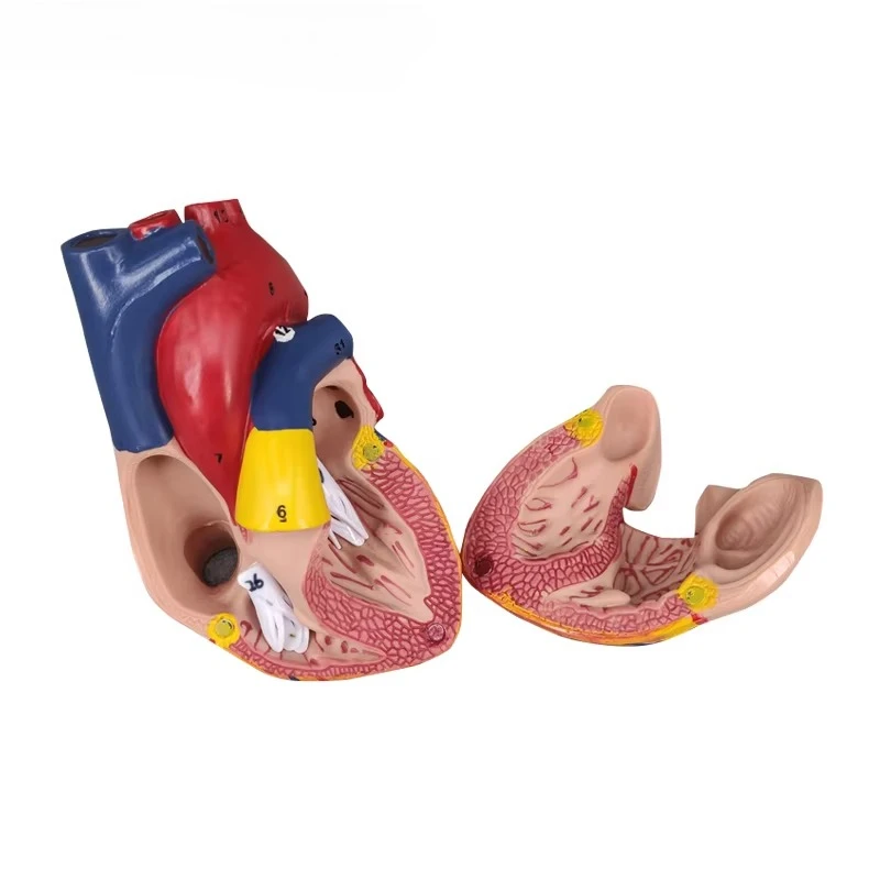 

Human Heart Model Lifesize Heart Anatomy Model, 3D Heart with Number Mark