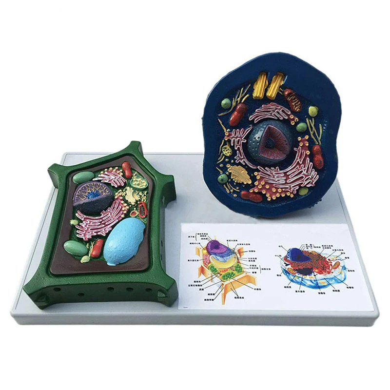 Plant And Animal Cells Anatomy Model Biology Science Teaching Resources Dropshipping